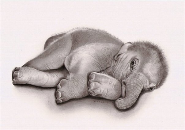 H. Farrar - Baby Elephant
